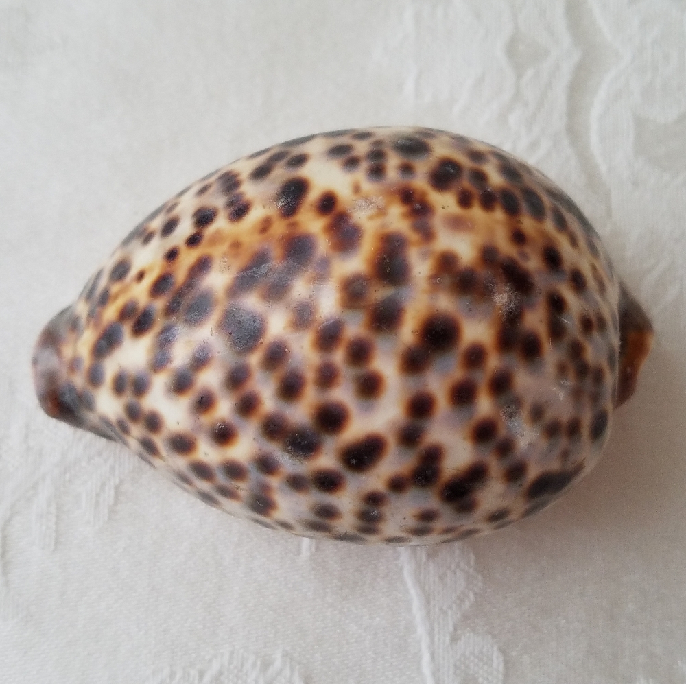 Three Natural Sea Shells - Picture 6 of 12